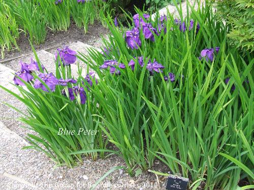 DSCF7486 - Blue Peter